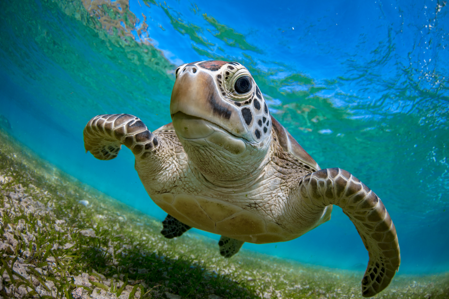 Underwater Magic: Aguadilla Snorkel Adventure