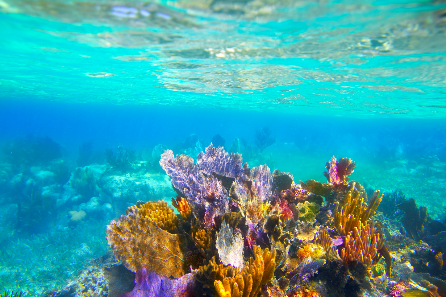 Underwater Magic: Aguadilla Snorkel Adventure